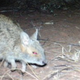 Illustration for article titled Camera-Traps Detect Extinct Wallabies In Western Australia